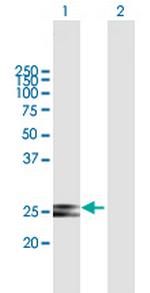 HSCB Polyclonal Antibody, MaxPab™