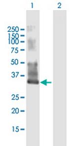MYEOV2 Polyclonal Antibody, MaxPab™