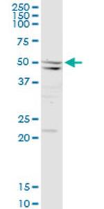 SEPT10 Antibody in Western Blot (WB)