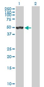 SEPT10 Polyclonal Antibody, MaxPab™