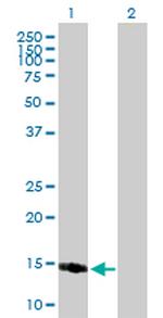 PPP1R1C Polyclonal Antibody, MaxPab™