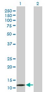 PPP1R1C Polyclonal Antibody, MaxPab™