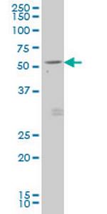 GDF7 Monoclonal Antibody (3D12)
