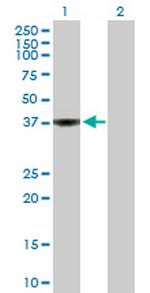 WDSUB1 Polyclonal Antibody, MaxPab™