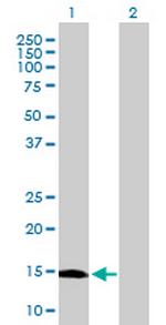 C9orf19 Polyclonal Antibody, MaxPab™