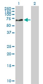 NEK10 Antibody in Western Blot (WB)