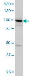 SH3D19 Monoclonal Antibody (5C7)