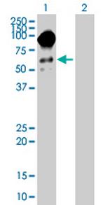 FAM71B Polyclonal Antibody, MaxPab™
