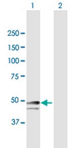 SNRNP48 Polyclonal Antibody, MaxPab™