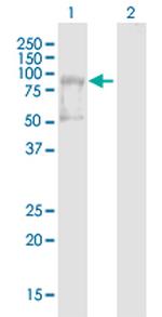 AMOT Polyclonal Antibody, MaxPab™
