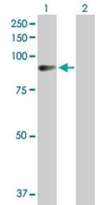 AMOT Polyclonal Antibody, MaxPab™