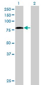 GIMAP8 Antibody in Western Blot (WB)