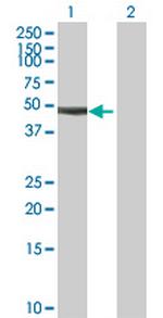 RIBC1 Polyclonal Antibody, MaxPab™