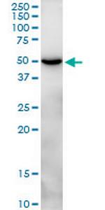 CLEC14A Polyclonal Antibody, MaxPab™
