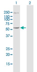 C14ORF21 Polyclonal Antibody, MaxPab™