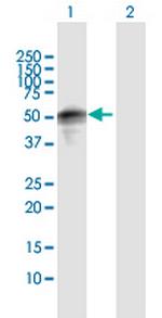 SPRED1 Polyclonal Antibody, MaxPab™