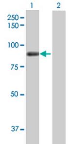 RNF190 Polyclonal Antibody, MaxPab™
