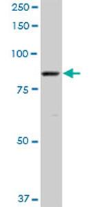 MARCH10 Antibody in Western Blot (WB)