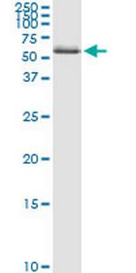 ZNF100 Monoclonal Antibody (3C3)