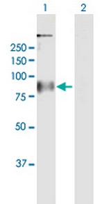 GPR156 Polyclonal Antibody, MaxPab™