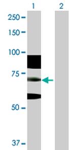 RNF168 Polyclonal Antibody, MaxPab™