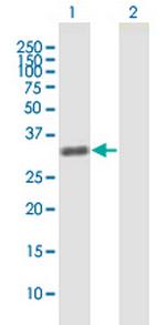 ZNF509 Polyclonal Antibody, MaxPab™