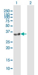 GIMAP7 Antibody in Western Blot (WB)