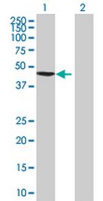 ZNF596 Polyclonal Antibody, MaxPab™