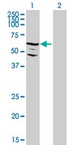 C9orf96 Antibody in Western Blot (WB)