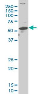 ARX Monoclonal Antibody (4A8)