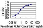 KRT24 Monoclonal Antibody (2D2)