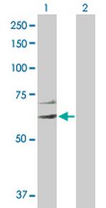 EIF2C3 Polyclonal Antibody, MaxPab™
