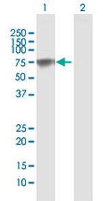 PLBD2 Polyclonal Antibody, MaxPab™