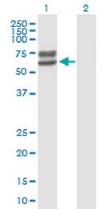 LCTL Polyclonal Antibody, MaxPab™