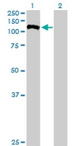 FUK Polyclonal Antibody, MaxPab™