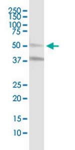 MLKL Polyclonal Antibody, MaxPab™