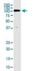 ZNF585A Monoclonal Antibody (4B8)