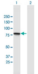 GGN Polyclonal Antibody, MaxPab™