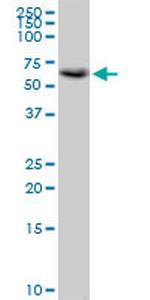CRTC2 Antibody in Western Blot (WB)