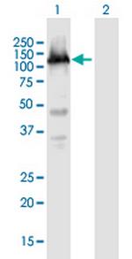 TET3 Polyclonal Antibody, MaxPab™