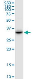 PRR6 Polyclonal Antibody, MaxPab™