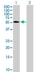 TRIM65 Polyclonal Antibody, MaxPab™