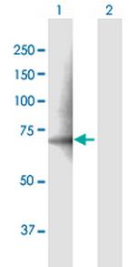 PDE12 Polyclonal Antibody, MaxPab™