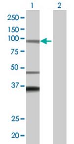 ADAM32 Polyclonal Antibody, MaxPab™