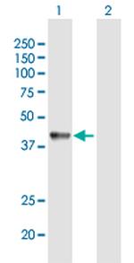 C9ORF90 Polyclonal Antibody, MaxPab™