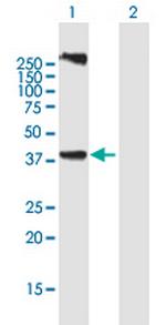 LASS3 Polyclonal Antibody, MaxPab™