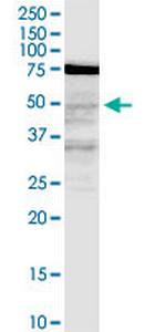LASS3 Monoclonal Antibody (6C12)