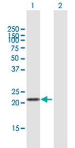 LVRN Polyclonal Antibody, MaxPab™