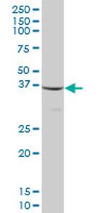 MTIF3 Antibody in Western Blot (WB)