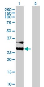 MTIF3 Polyclonal Antibody, MaxPab™